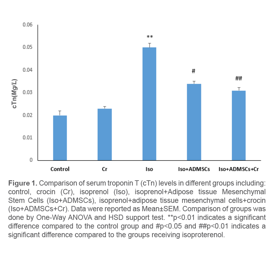 Figure 1. Comparison of serum troponin T (cTn) levels in different groups including: control, crocin (Cr), isoprenol (Iso), isoprenol+Adipose tissue Mesenchymal Stem Cells (Iso+ADMSCs), isoprenol+adipose tissue mesenchymal cells+crocin (Iso+ADMSCs+Cr). Data were reported as Mean±SEM. Comparison of groups was done by One-Way ANOVA and HSD support test. **p<0.01 indicates a significant difference compared to the control group and #p<0.05 and ##p<0.01 indicates a significant difference compared to the groups receiving isoproterenol.