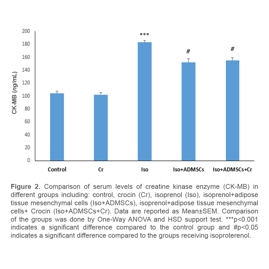 Figure 2. Comparison of serum levels of creatine kinase enzyme (CK-MB) in different groups including: control, crocin (Cr), isoprenol (Iso), isoprenol+adipose tissue mesenchymal cells (Iso+ADMSCs), isoprenol+adipose tissue mesenchymal cells+ Crocin (Iso+ADMSCs+Cr). Data are reported as Mean±SEM. Comparison of the groups was done by One-Way ANOVA and HSD support test. ***p<0.001 indicates a significant difference compared to the control group and #p<0.05 indicates a significant difference compared to the groups receiving isoproterenol.