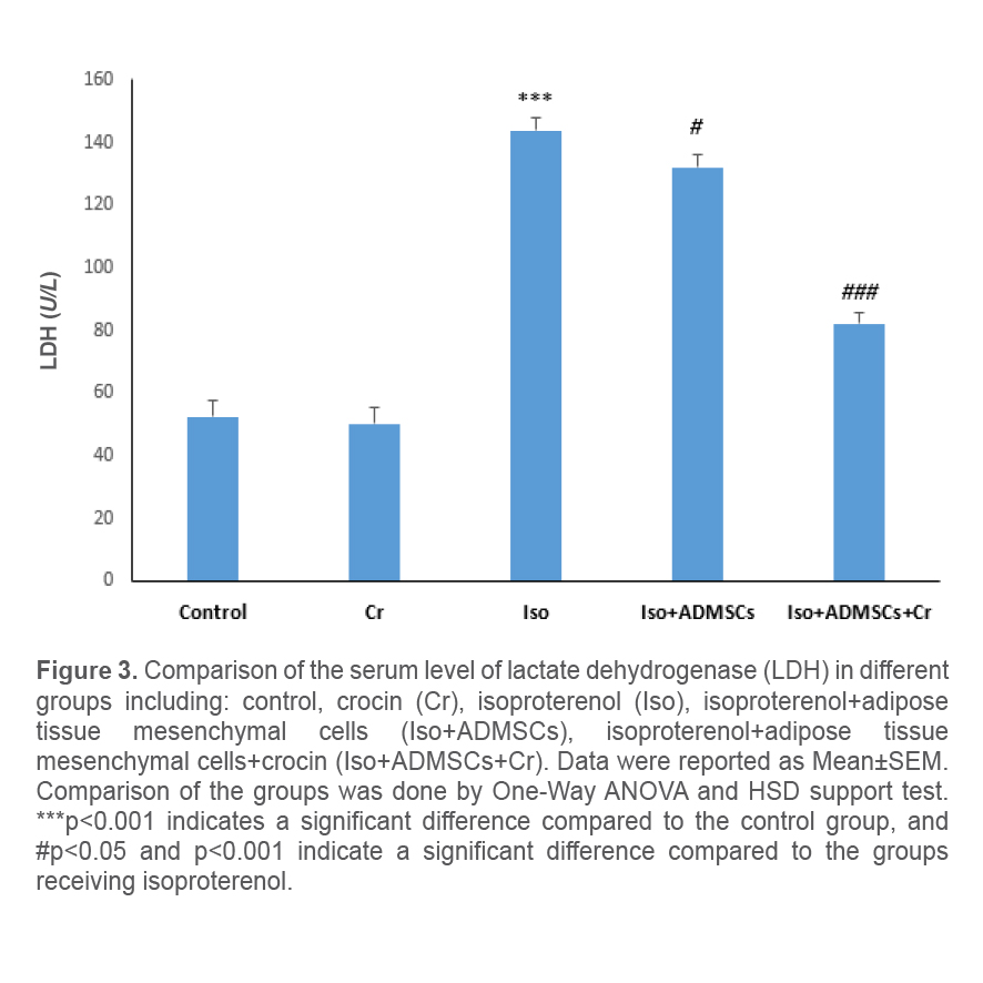 Figure 3. Comparison of the serum level of lactate dehydrogenase (LDH) in different groups including: control, crocin (Cr), isoproterenol (Iso), isoproterenol+adipose tissue mesenchymal cells (Iso+ADMSCs), isoproterenol+adipose tissue mesenchymal cells+crocin (Iso+ADMSCs+Cr). Data were reported as Mean±SEM. Comparison of the groups was done by One-Way ANOVA and HSD support test. ***p<0.001 indicates a significant difference compared to the control group, and #p<0.05 and p<0.001 indicate a significant difference compared to the groups receiving isoproterenol.