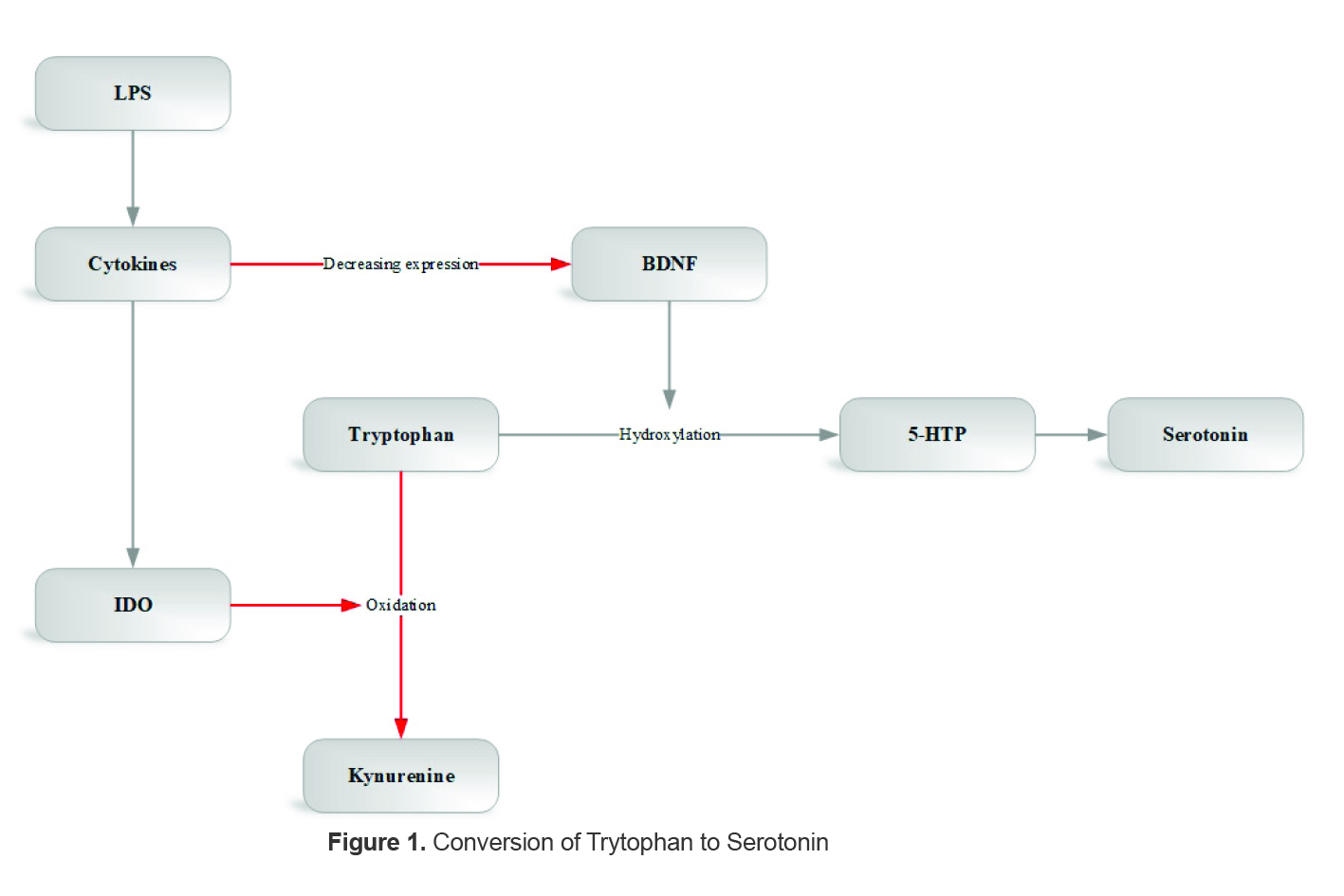 Figure 1. In the normal pathway, the enzyme tryptophan hydroxylase converts tryptophan to 5-hydroxytryptophan (5-HTP), the precursor of serotonin, with the help of brain-derived neurotrophic factor (BDNF). The injection of lipopolysaccharide (LPS), a bacterial endotoxin used to build an inflammation-related depression model, activates pro-inflammatory cytokines and then indoleamine 2,3-dioxygenase (IDO), which disrupt the normal pathway by reducing BDNF expression and tryptophan oxidation, respectively.